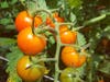 Sungold cherry tomatoes #cherrytomatoes #farm #familyfarm #eatlocal#localfood #locallygrown #ctgrown #bethanyct​​