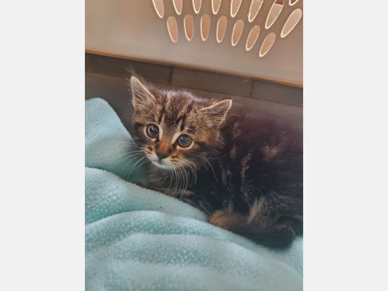 The provided photo of the kitten was included in hopes of generating leads on this investigation.