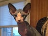 A baby photo of Mr. Spookie Carl who portrays Tardar Sauce in PUT ON A GRUMPY FACE