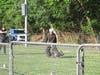 When the K9 and his partner were not able to deescalate the situation, Tommy demonstrated an attack on a protected suspect. 