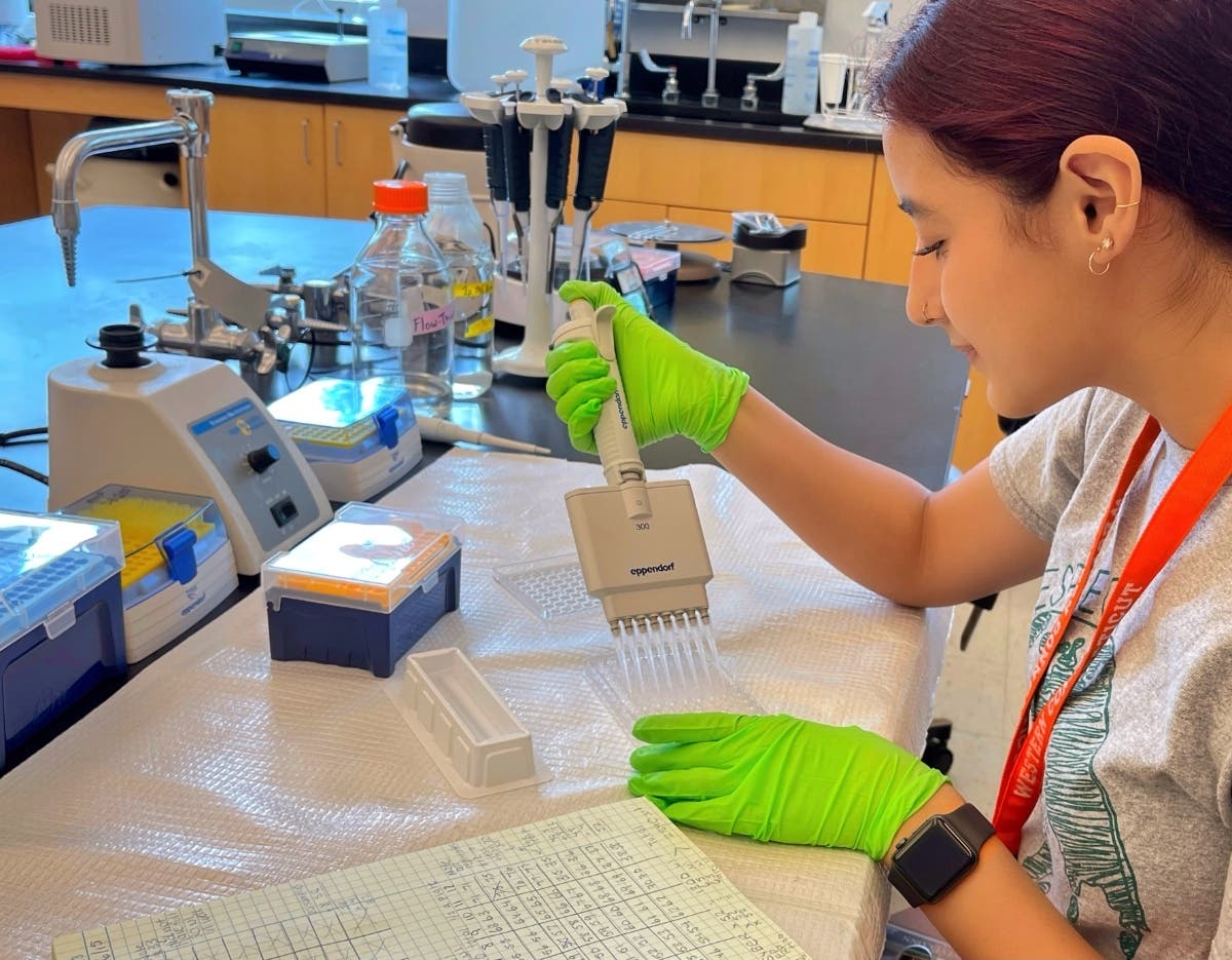2022 SURF participant Jocelyn Villacreses, of Danbury, uses quantitative PCR to measure gene expression of an osmotic stress transcription factor in the gills of Atlantic salmon. 