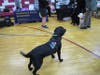 K9 Indy wags his tail while greeting his well-wishers
