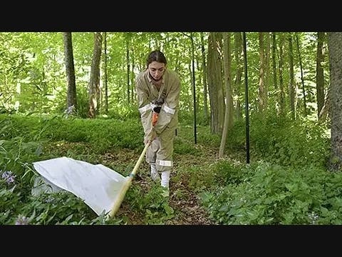 WCSU Biology graduate student Sophia Chaia, using a flag-sampling technique to collect blacklegged ticks.