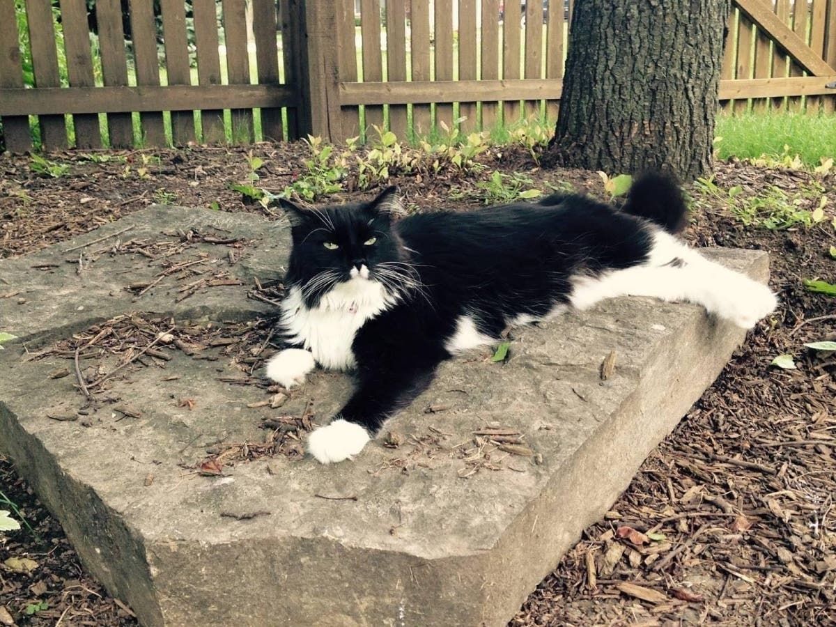 A Rhode Island lawmaker has introduced legislation to protect animals from cruelty and neglect.