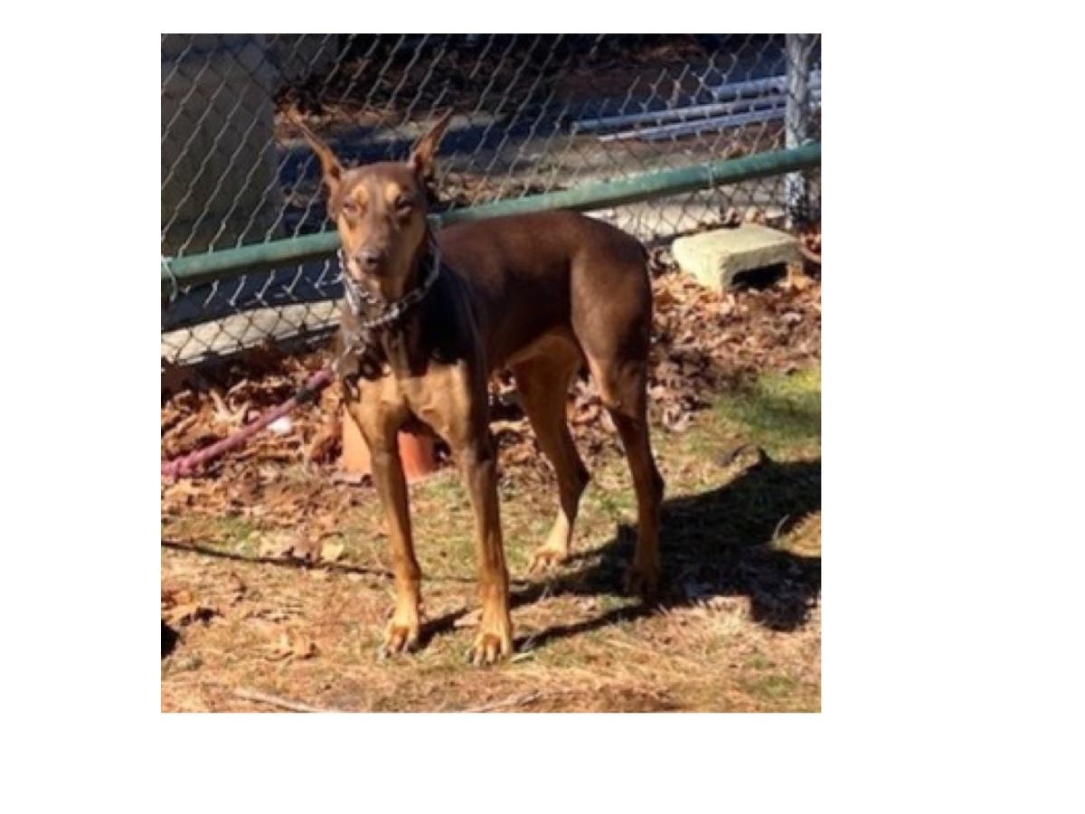 A Dobermann pinscher was tied up and abandoned outside the Attleboro animal shelter, police said.