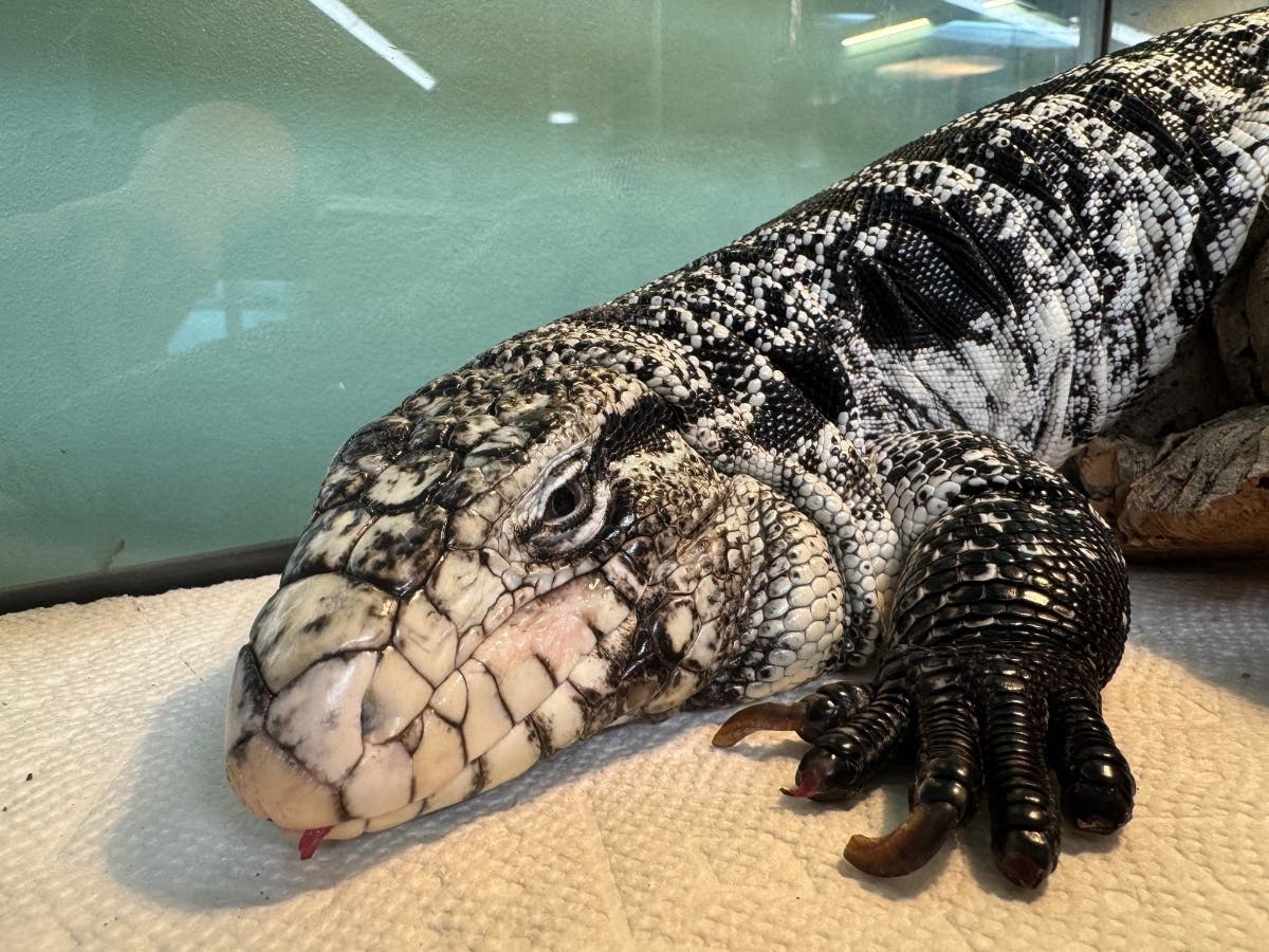 The People for the Ethical Treatment of Animals has come out in support of a Rhode Island ban on the tegu.