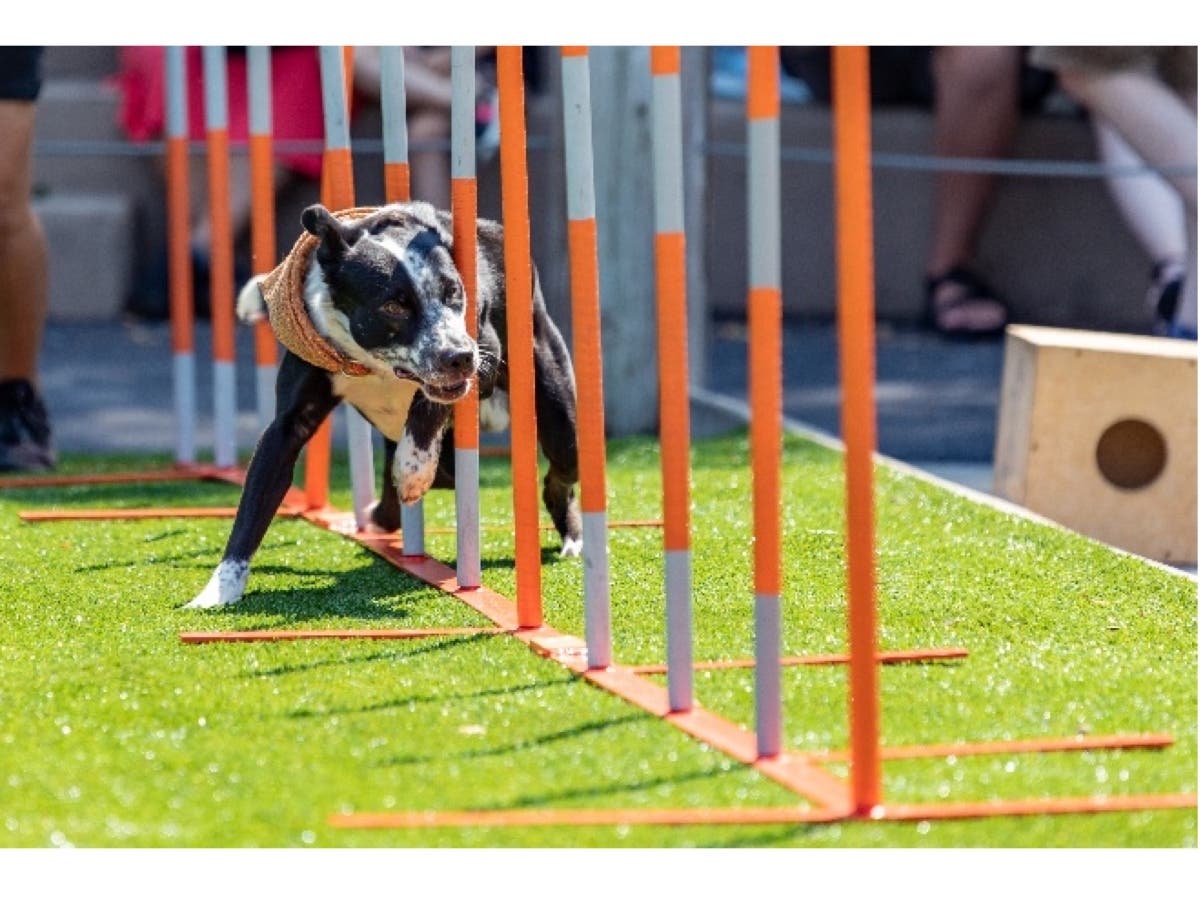 The Roger Williams Park Zoo is putting on Canine Champions for Conservation shows five days a week this summer.