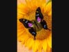 Black butterfly sunflower