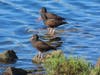 Black Oystercatcher feeding in the Ballona Creek estuary channel - adjacent to the planned fireworks launch