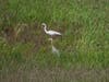 Great Blue Heron and Great Egret at the Ballona Wetlands Ecological Reserve, adjacent to where the fireworks are scheduled to launch.  Great Blue Heron chicks have fallen from their nest/roosting sites due to past Fireworks blasts in Marina del Rey.   