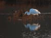 Great Egret and one of many species of ducks at Ballona during the winter migration time.
