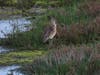 Long-billed Curlew in the Ballona Wetlands Ecological Reserve, on the LA coast for the winter; this is the only State Ecological Reserve in all of Los Angeles County, serving as a refuge for migratory and resident wildlife, including several endangered.