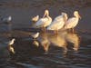 American White Pelicans and Gulls at the Tidal Panne - Ballona Wetlands Ecological Reserve
