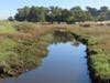 Centinela Slough at the Ballona Wetlands Ecological Reserve - WHY MESS WITH MOTHER NATURE?