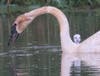 This Cygnet is looking over dad's neck to see the world.