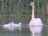 This is the female (Known as a Pen) and her three Cygnets.
