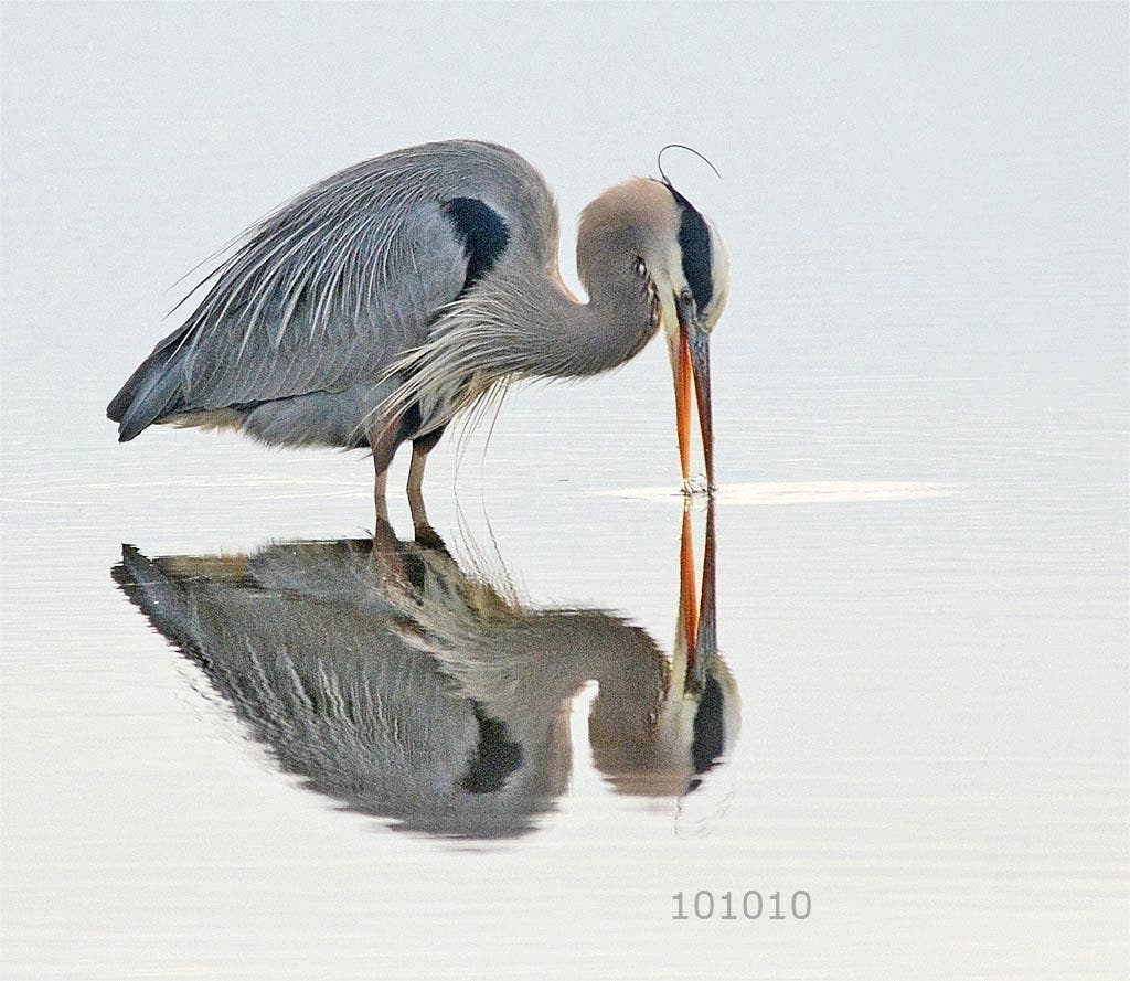 Great Blue Heron