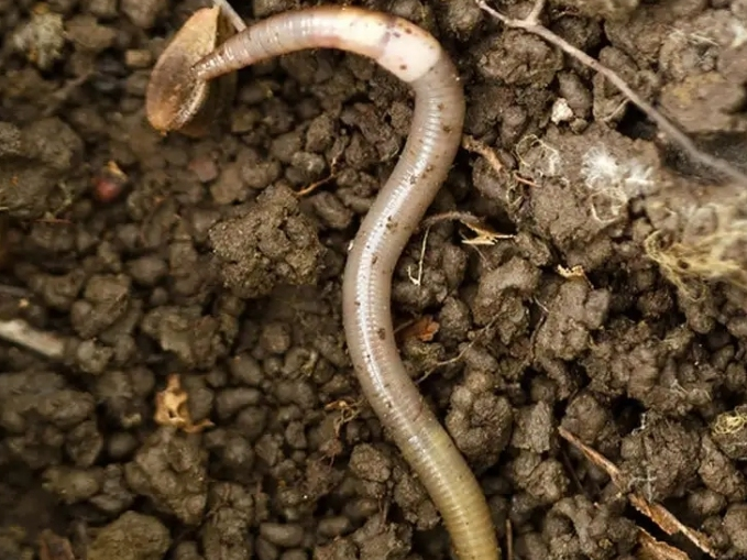 The Asian jumping worm has been found in Illinois and several other Midwestern states, as well as other regions. 