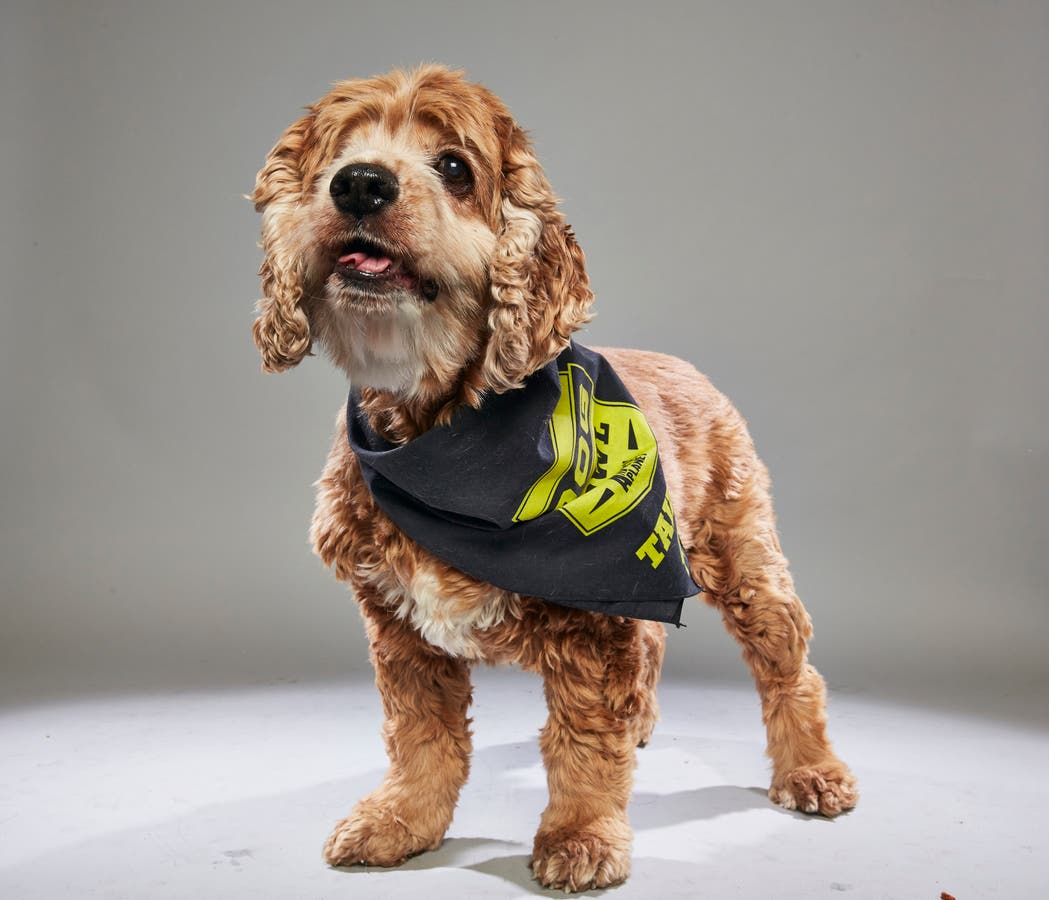 https://patch.com/img/cdn20/users/127241/20180118/102706/styles/raw/public/processed_images/lexi_ramapo_bergen_animal_refuge_team_tails3-1516287583-211.jpg