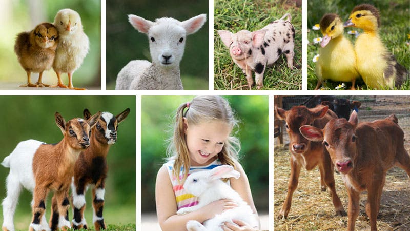 Barnyard Babies & Beyond at Charmingfare Farm