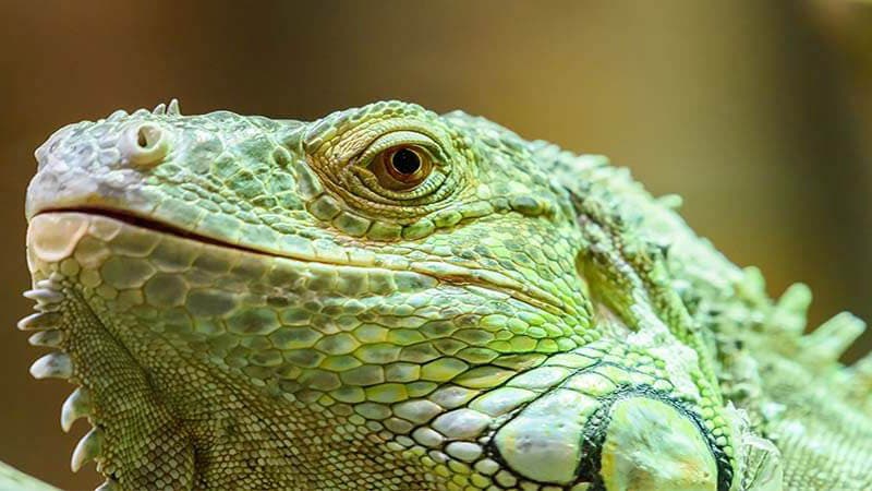 Reptile Day at Charmingfare Farm