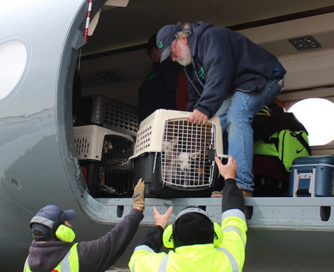 Recusing Stranded Animals 130 Stranded Animals Rescued From Puerto Rico | East Hampton, NY Patch
