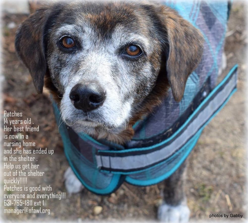Heartbroken Senior Dog, Owner In Nursing Home, Needs Family | North ...