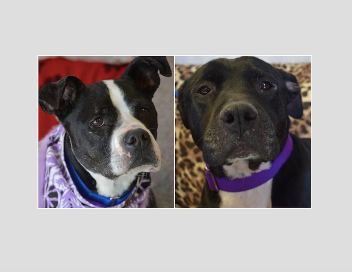 Two senior dogs are literally crying for the families they've lost. Can you help them?