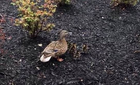 9 Baby Ducks Rescued From Storm Drain By Firefighters | Center Moriches ...