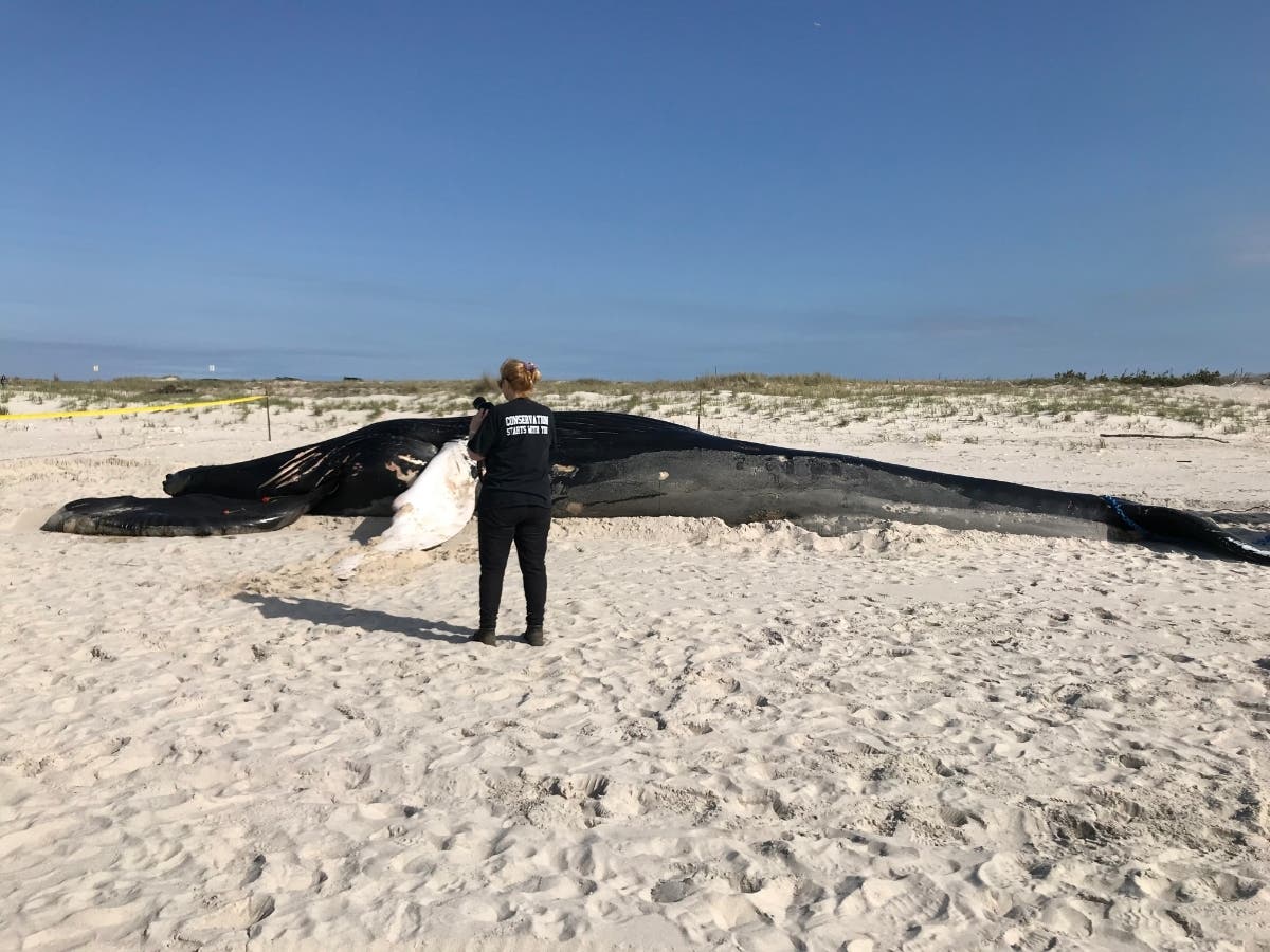 https://patch.com/img/cdn20/users/1296254/20190507/083758/styles/patch_image/public/atlantic-marine-conservation-society-humpback-whale-20190507203616-33832600.jpg