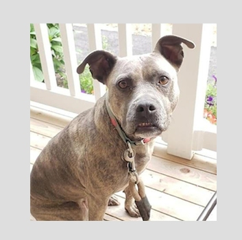 Have you seen Zoey? A heartbroken Manorville family just wants their dog home.