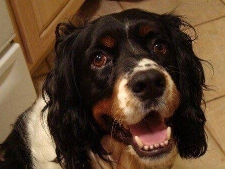 Have you seen Cosmo? His heartbroken family just wants him home.