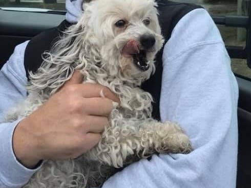 Boo is home safe, thanks to a community that searched for the little lost pup.