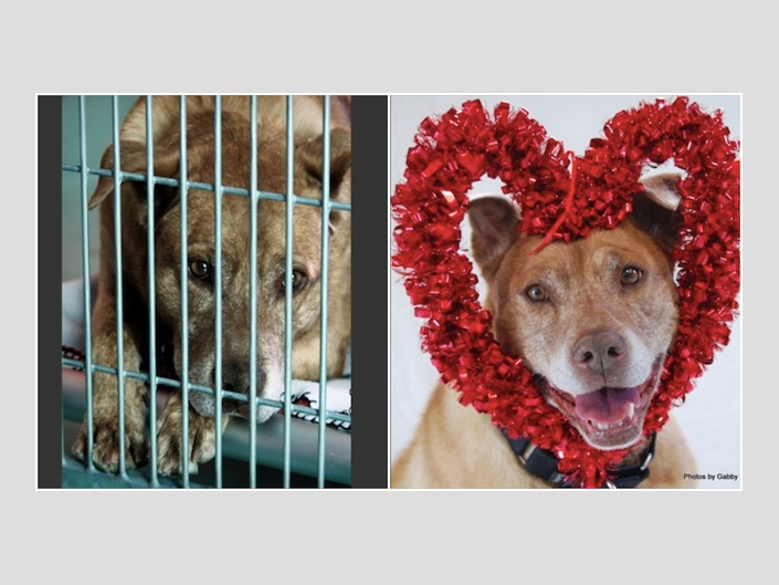 Gabrielle Stroup's photos of shelter dog Cinnie found her a forever home.