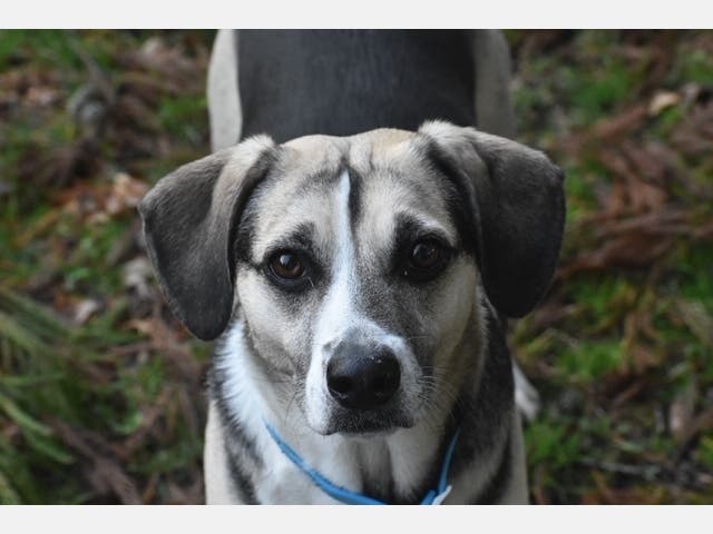 The driver who hit Tate drove off and the dog's "devastated" owners want answers.