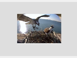 Watching the live feed of the osprey is a perfect way to spend days in quarantine, many agree.