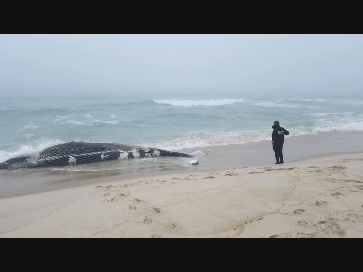 A deceased humpback whale that washed up near Cupsogue had some evidence of previous entanglement but evidence was "inconclusive," officials said.