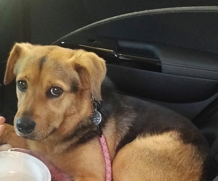 After 59 days "on the run" a lost dog in Sag Harbor has been found safe.
