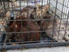 Three cats were abandoned in Shirley.