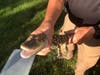 Godzilla is a 2-foot snake turned in this week.