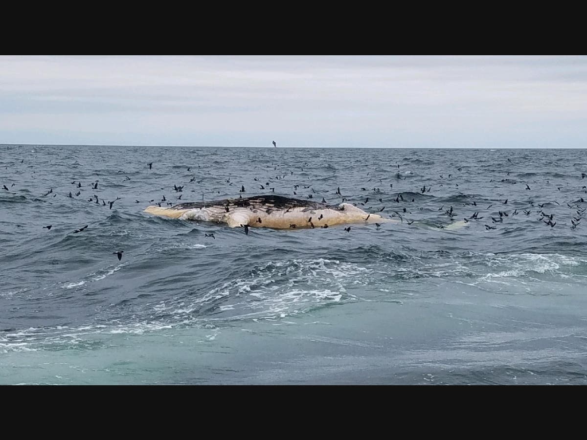 The whale was found off the coast of Montauk.