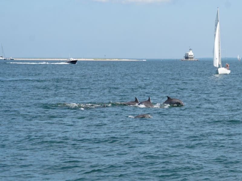 It was a day to remember for guests about a Layla Sailing charter recently.