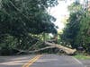A tree down on Grand Avenue in Mattituck Tuesday.