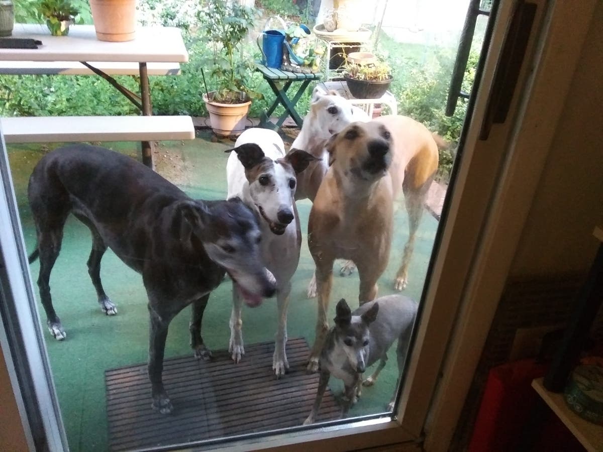 A North Fork woman who fosters greyhounds was desperate to find them places to stay after her power was knocked out in the storm.