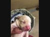 The North Fork Animal Welfare League is fundraising to care for its first litter born at the shelter in 20 years.