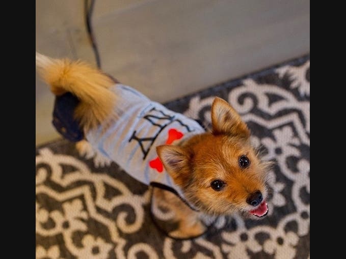  André, adopted from a shelter, not only wows at agility training and does tricks but he's a pet model, too.