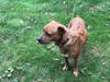 Gomez is very shy; here's what to do if you see him.