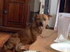 It's a happy ending for a Southold shelter pup who went missing after less than a week in his new home.