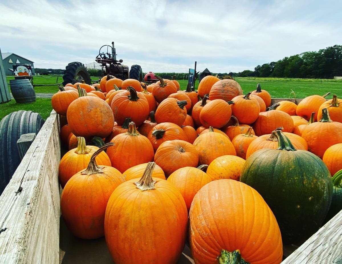 Pumpkin-picking is unfolding across Long Island, with an eye toward social distancing.