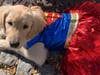 Even dogs got to wear costumes.